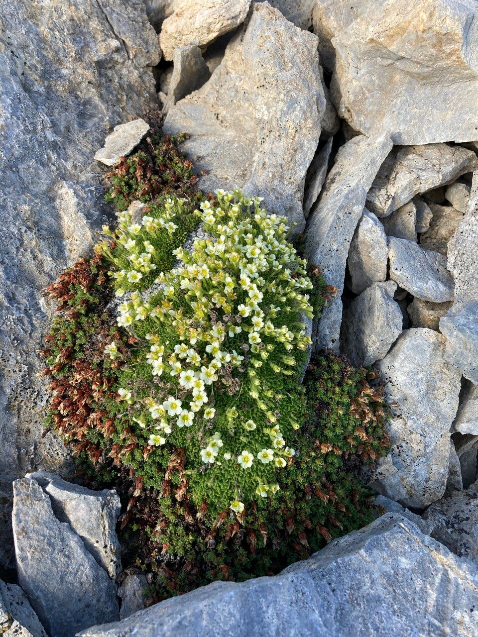Saxifraga muscoides habit