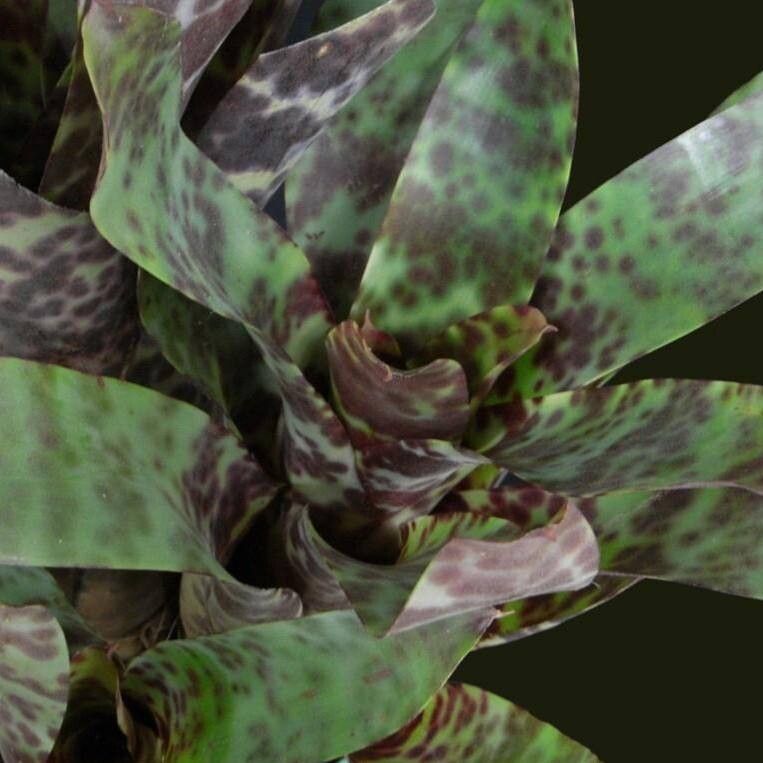 Vriesea guttata — houseplant care guide