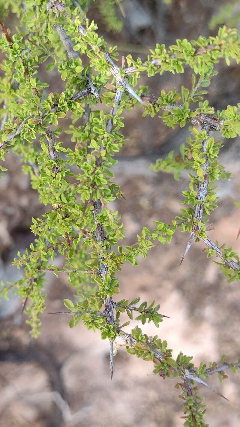 Condalia warnockii other