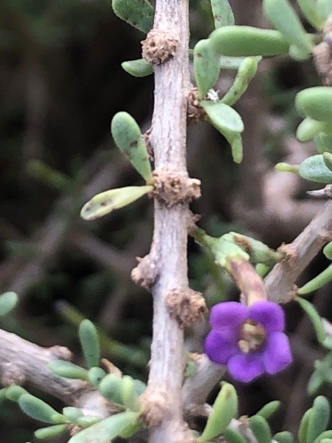Lycium intricatum flower