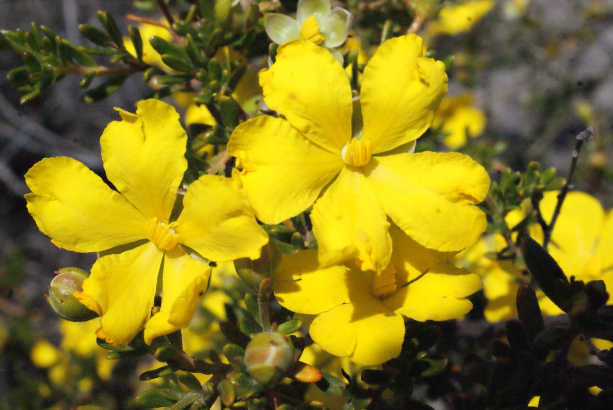 Hibbertia hypericoides flower