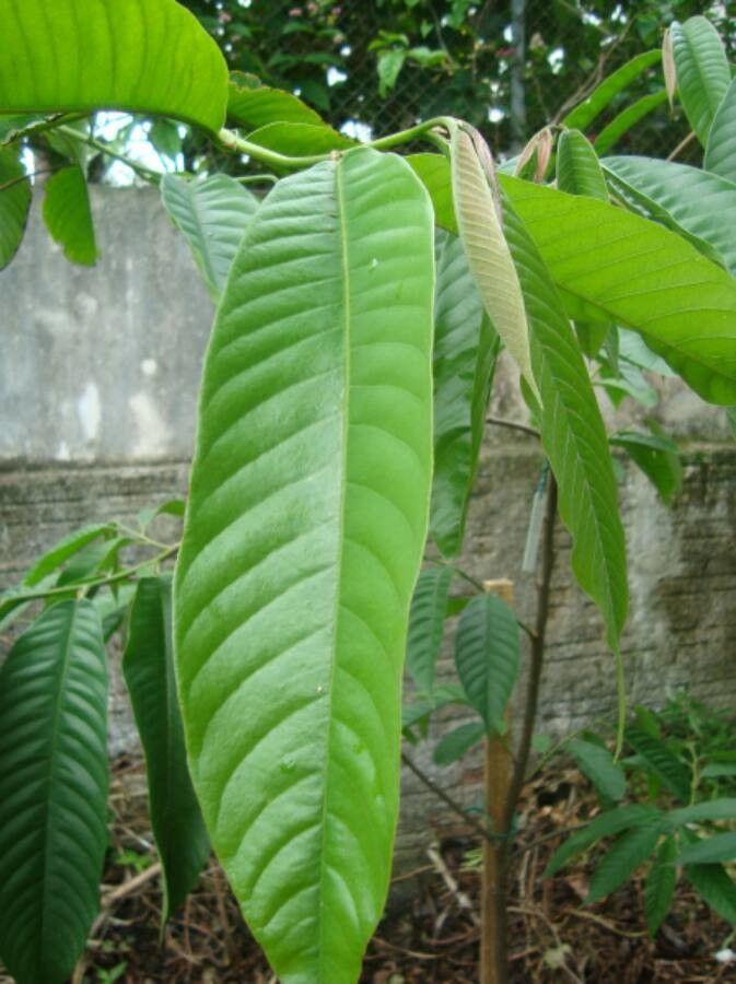 Rollinia mucosa — search result for 'Annonaceae'