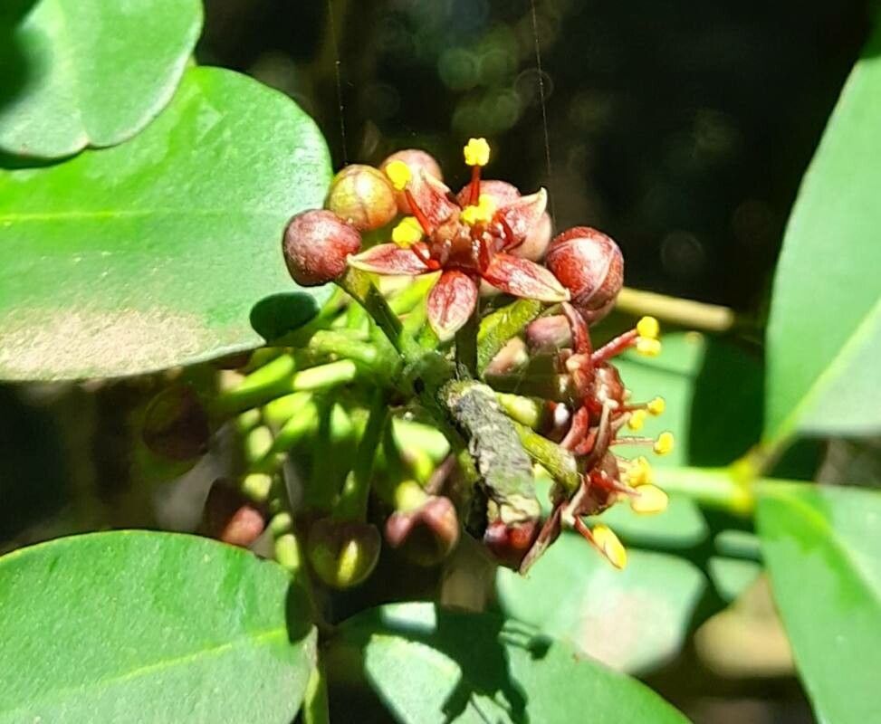 Pilocarpus pennatifolius flower
