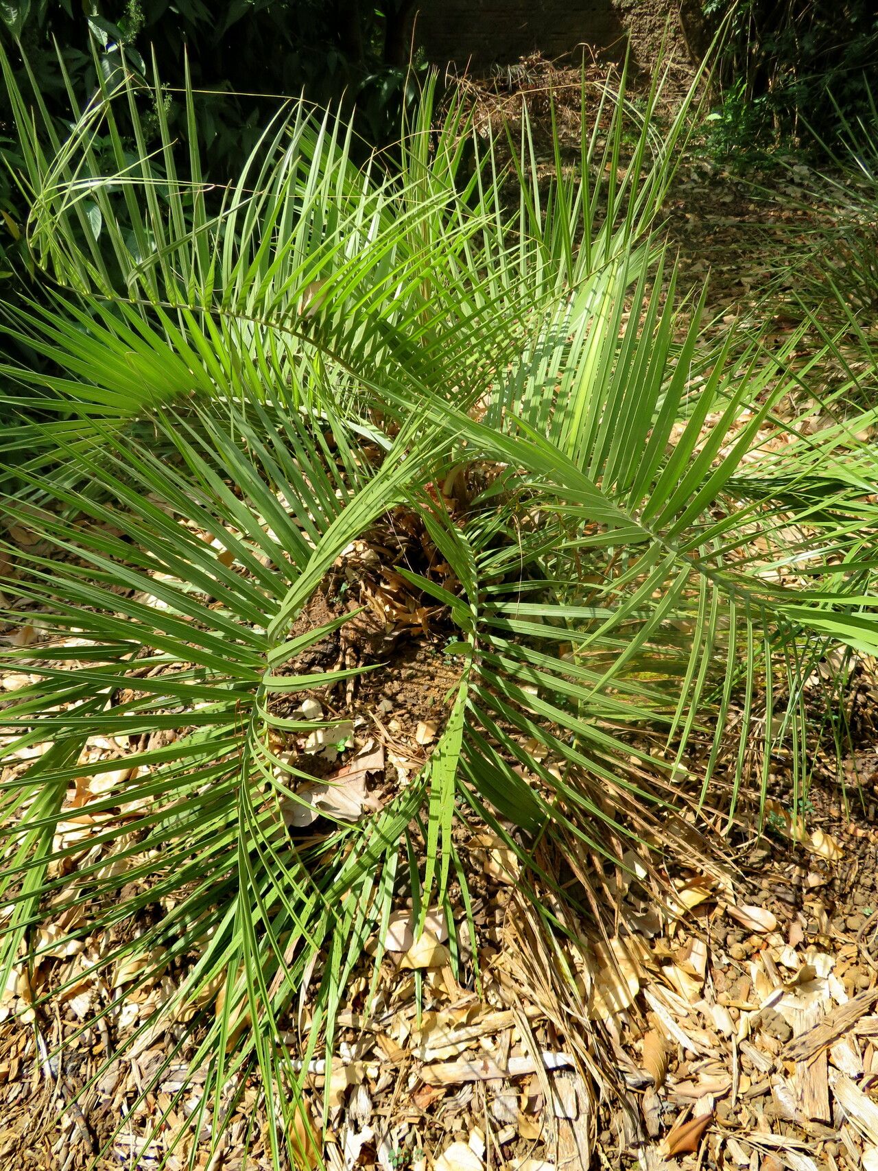 Butia microspadix habit