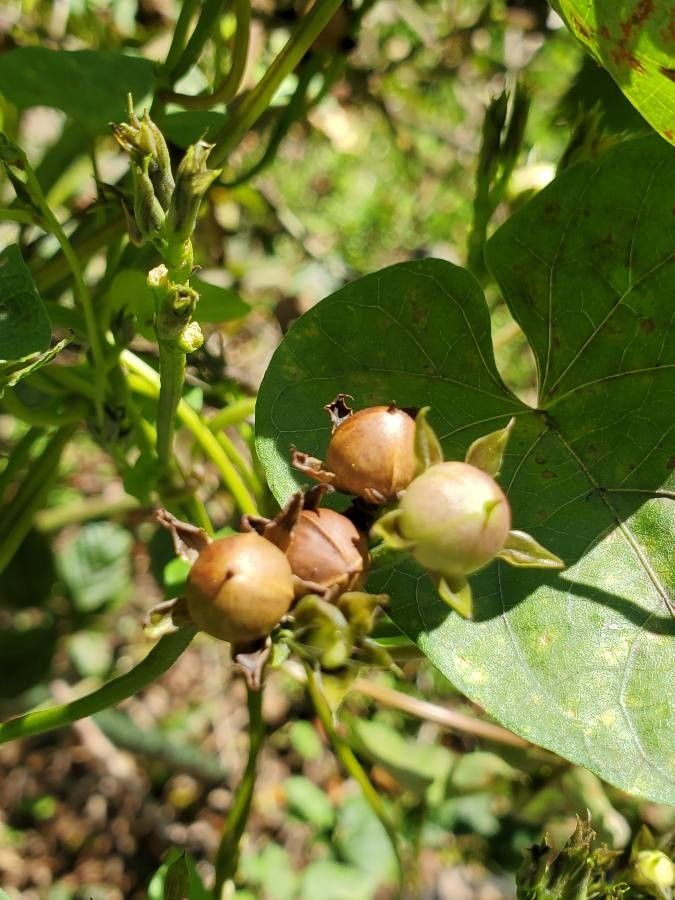 Ipomoea triloba fruit