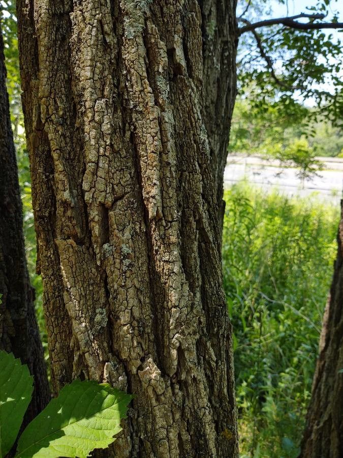 Juglans ailantifolia bark