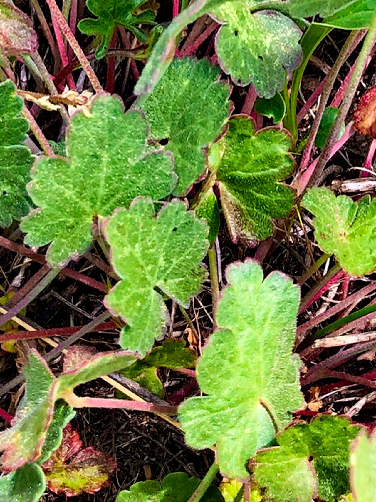Sidalcea sparsifolia — houseplant care guide