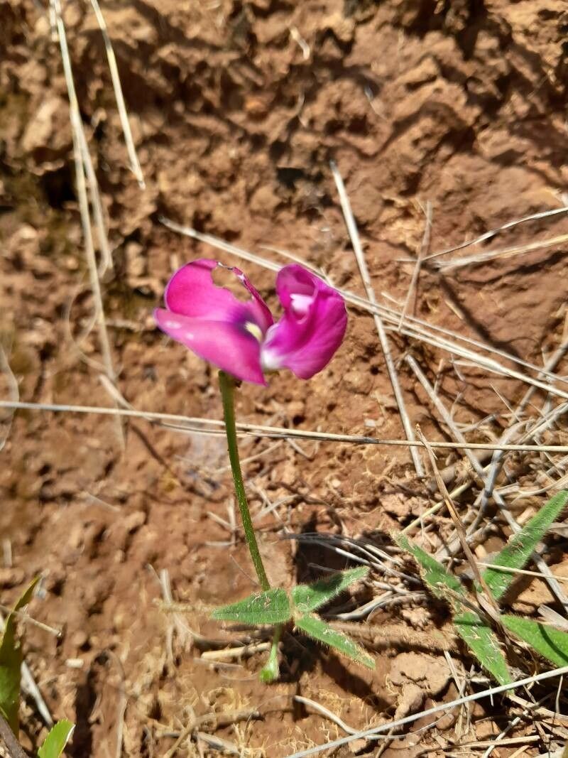 Vigna angivensis flower