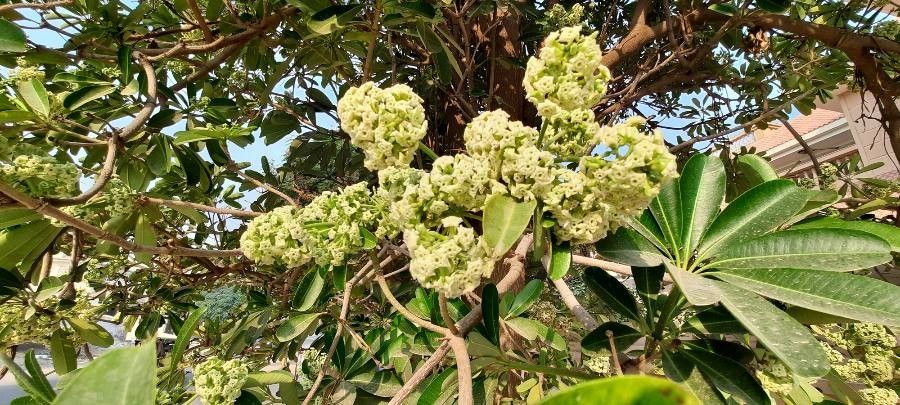 Alstonia scholaris flower