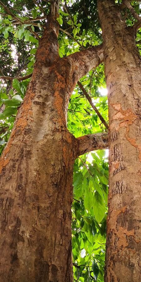 Scaphium affine bark
