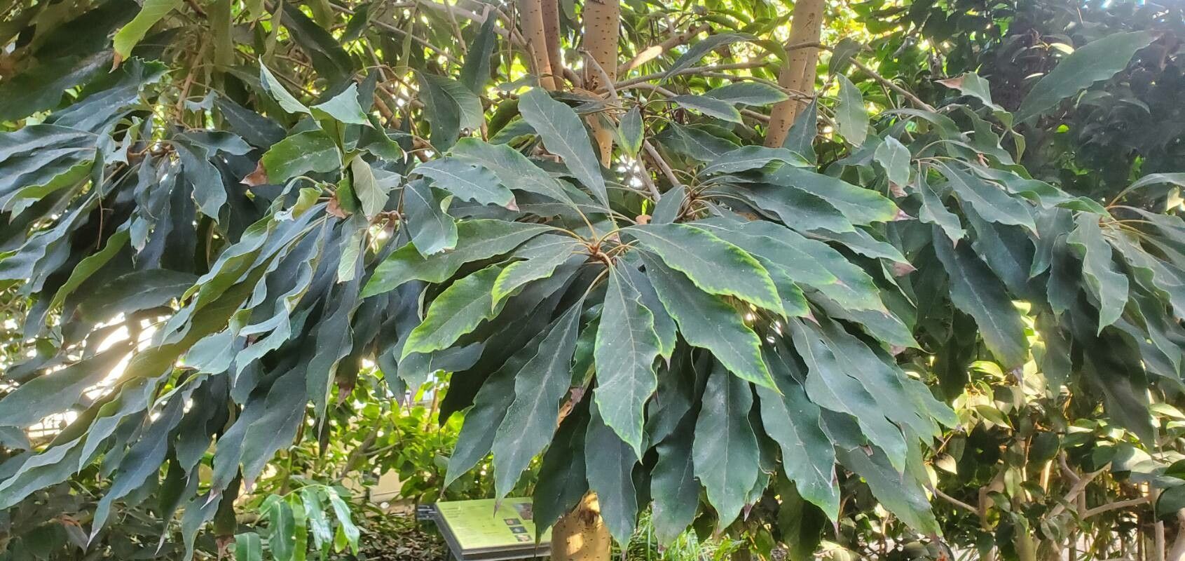 Meliosma rigida — houseplant care guide