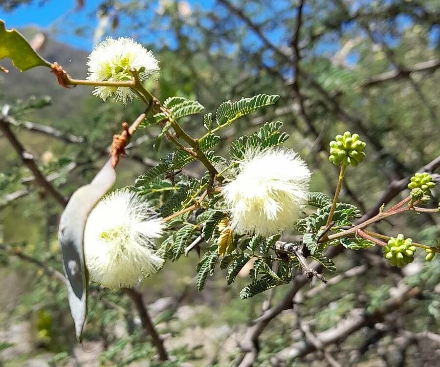 Acacia furcatispina — houseplant care guide