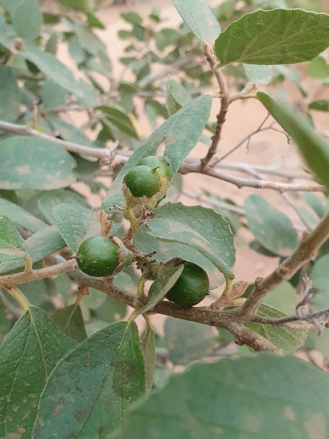 Cordia monoica fruit