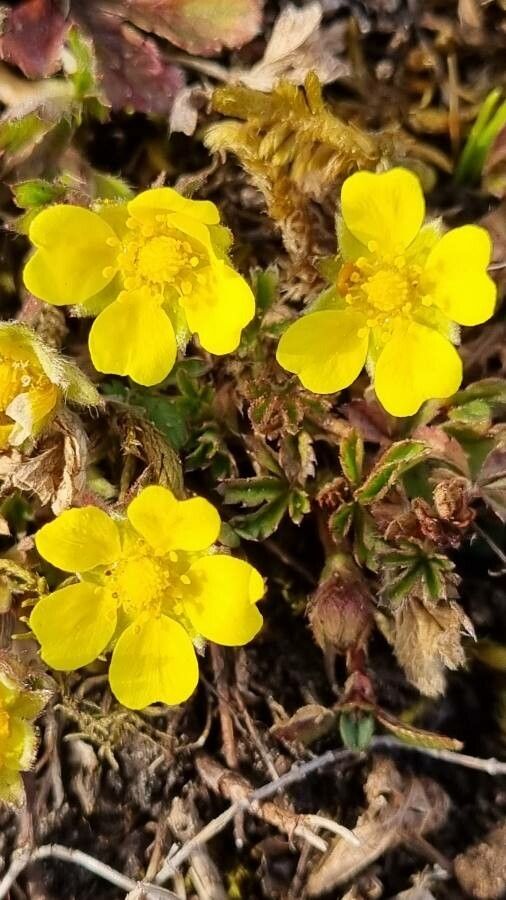 Potentilla pusilla flower