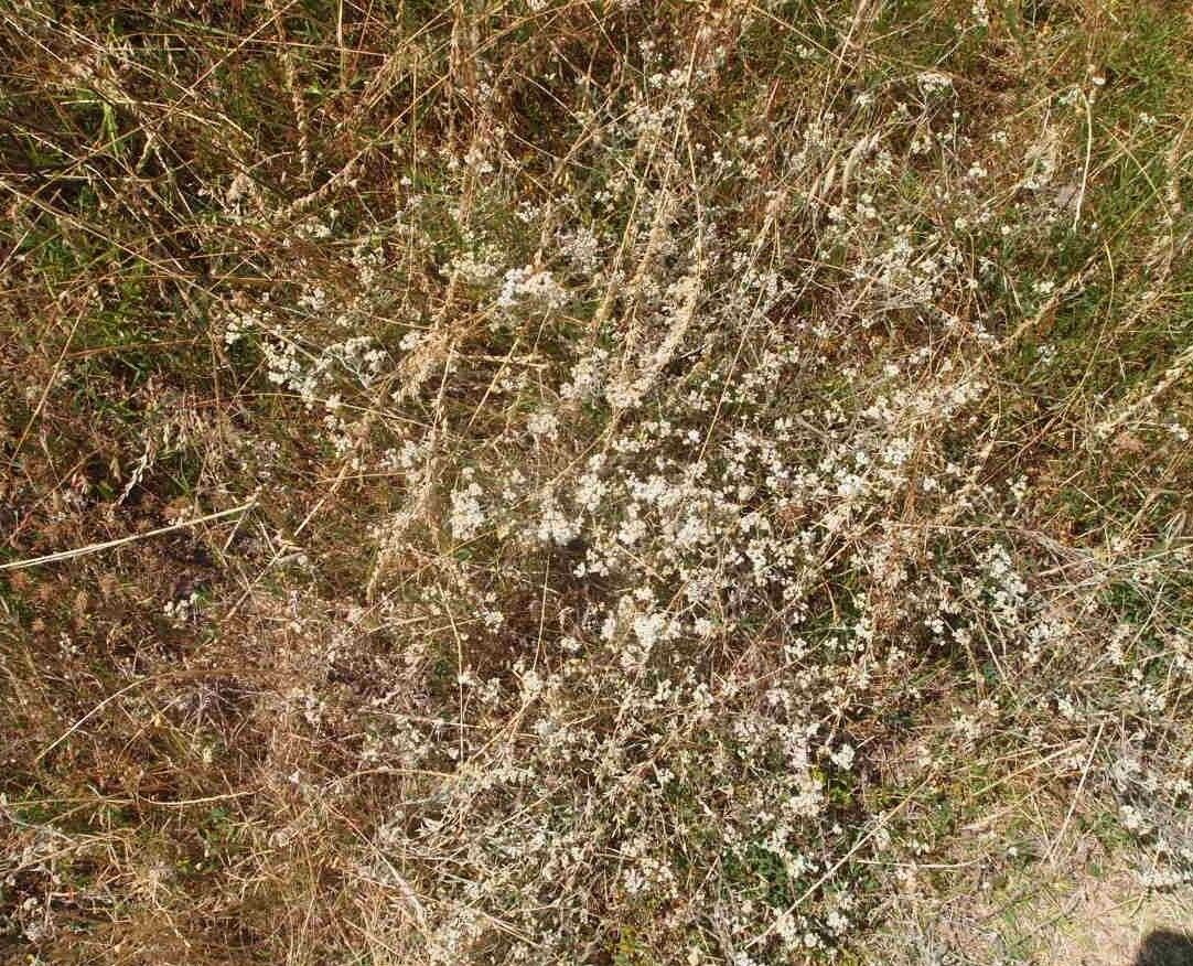 Helichrysum indicum habit