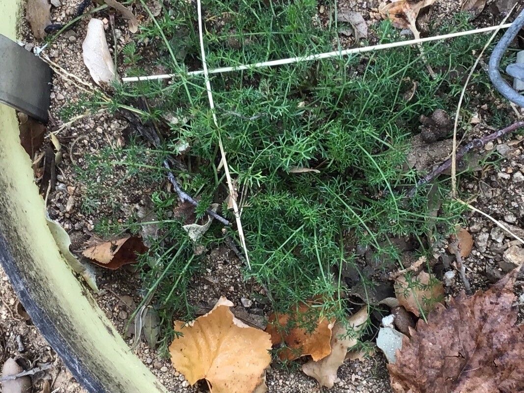 Daucus crinitus — related species from the same genus