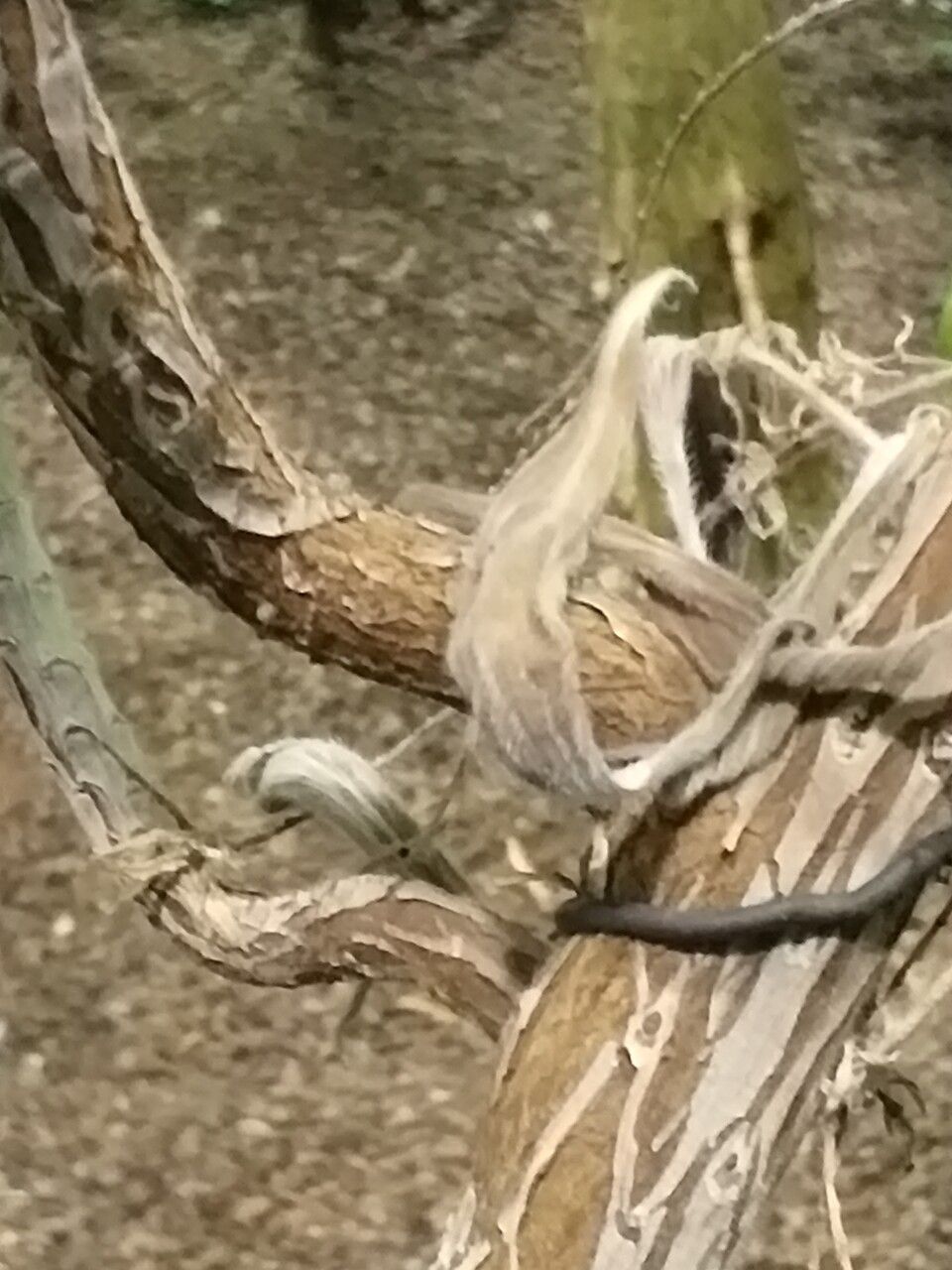 Echium pininana bark