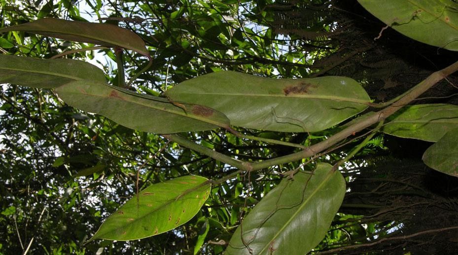 Philodendron bakeri other
