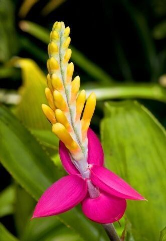 Aechmea contracta — search result for 'Aechmea'