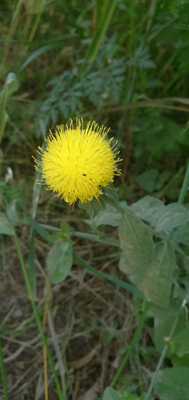 Centaurea sicula flower