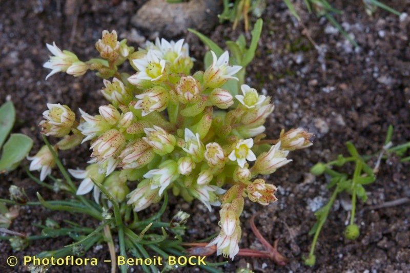 Sedum nevadense habit