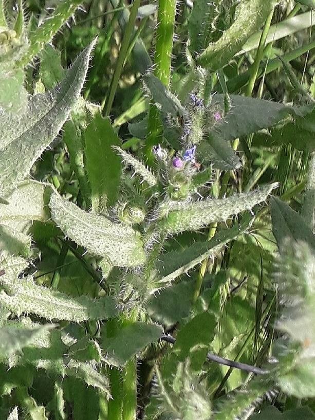 Lycopsis arvensis leaf