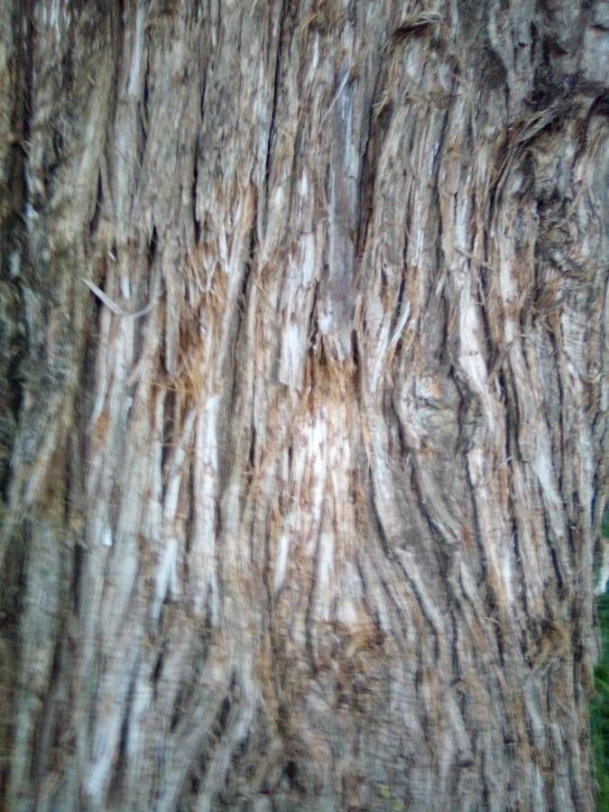 Juniperus occidentalis bark