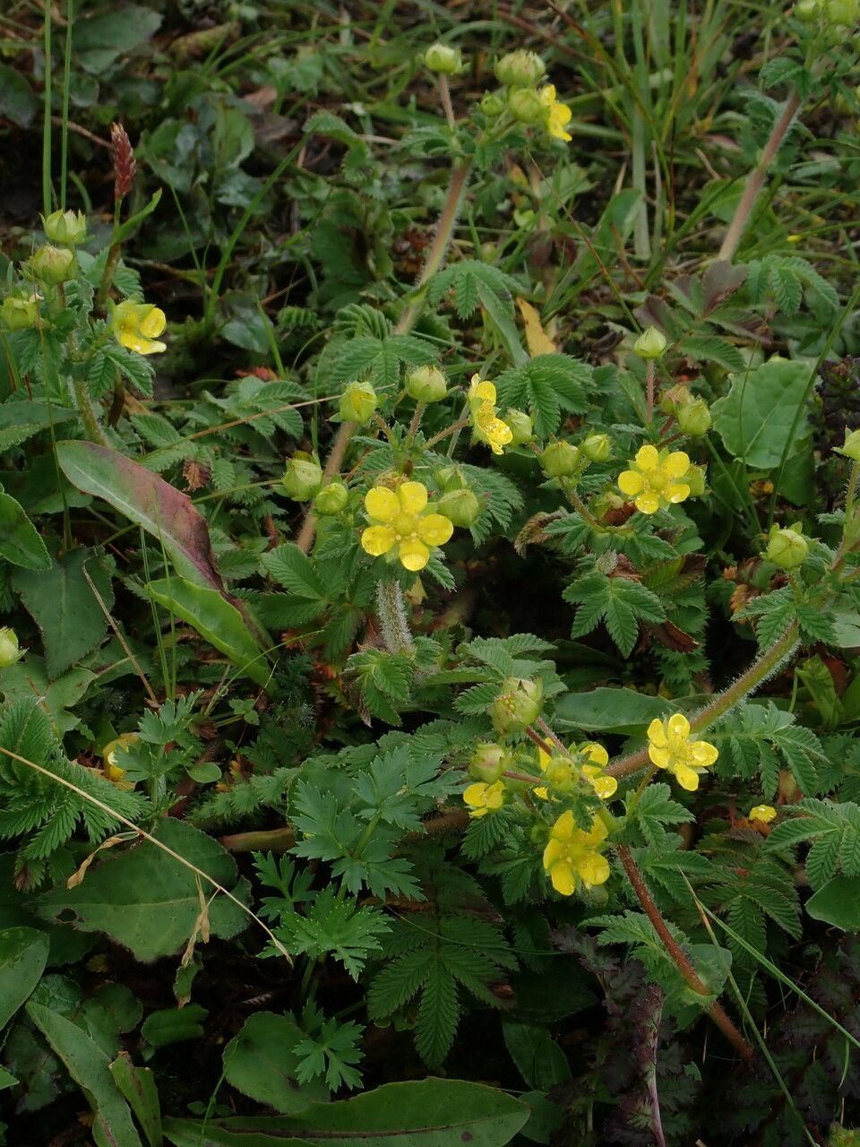 Argentina festiva habit