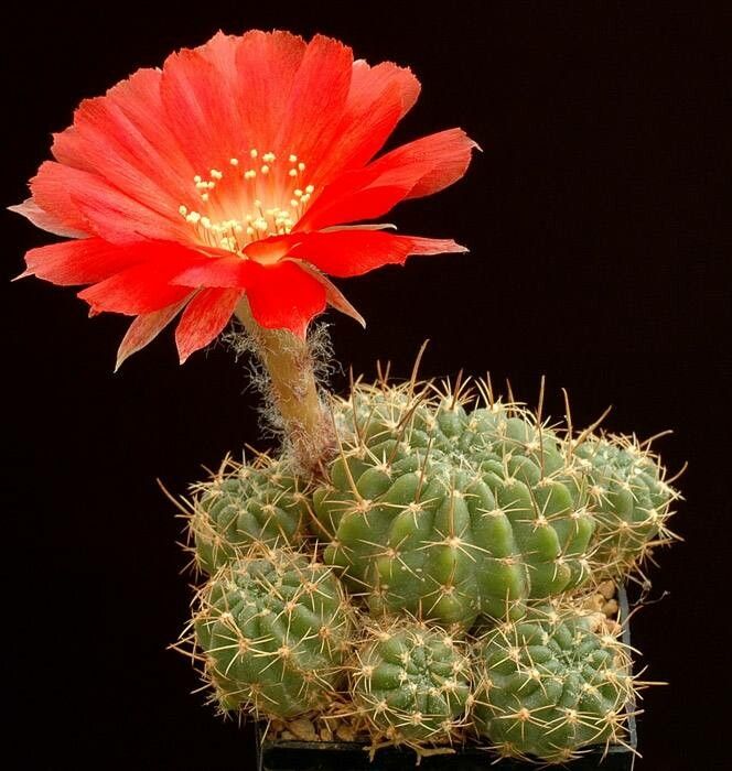 Lobivia hertrichiana flower