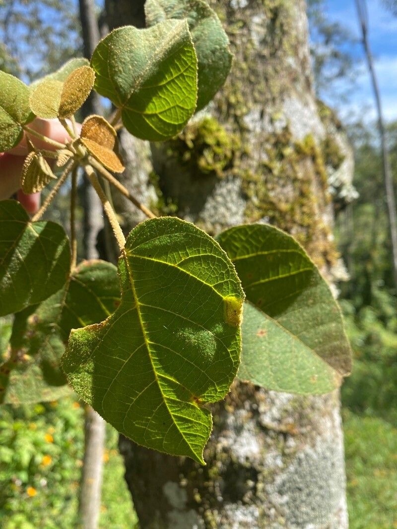 Croton draco — houseplant care guide