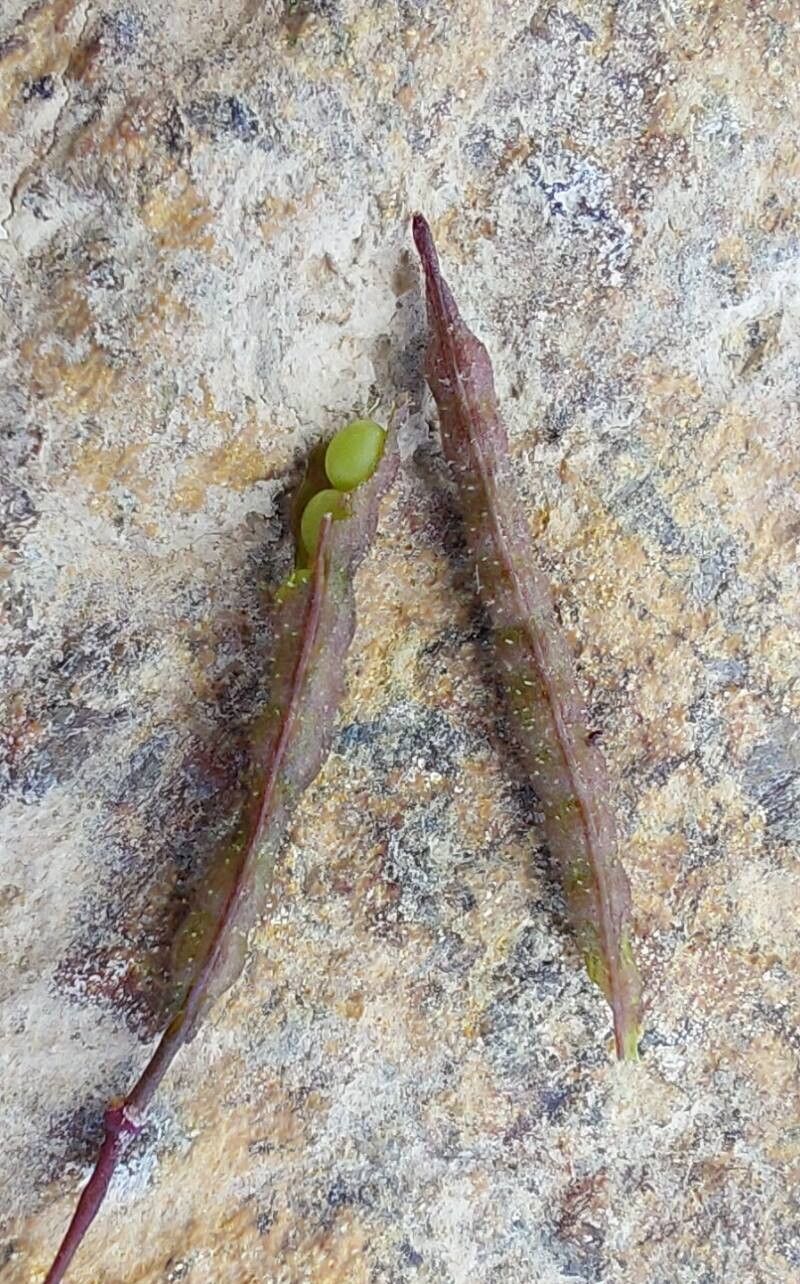 Cleome iberica fruit