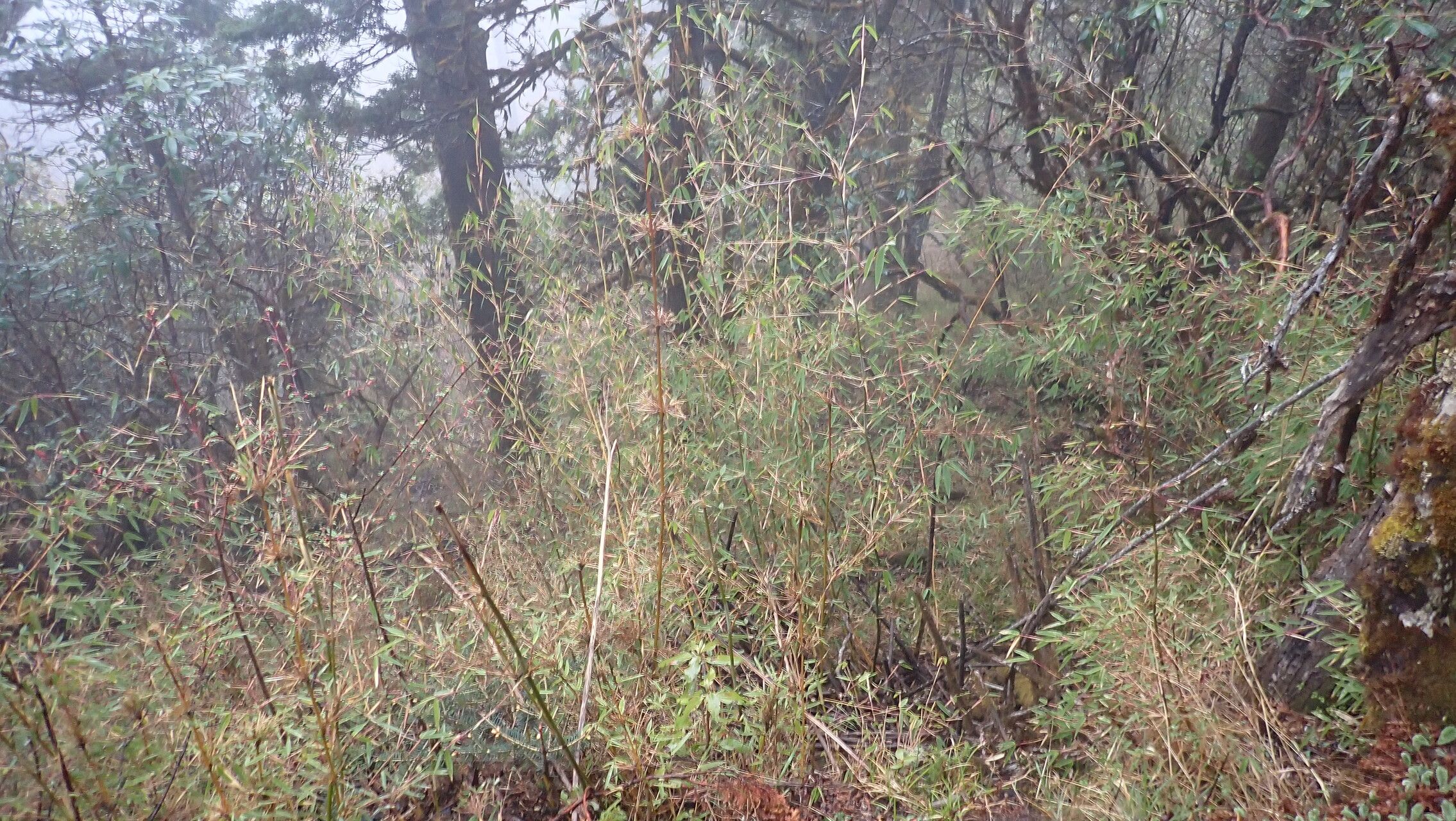 Yushania microphylla habit