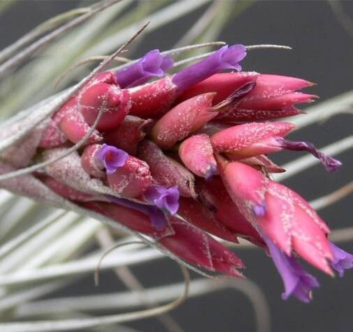 Tillandsia horstii — houseplant care guide