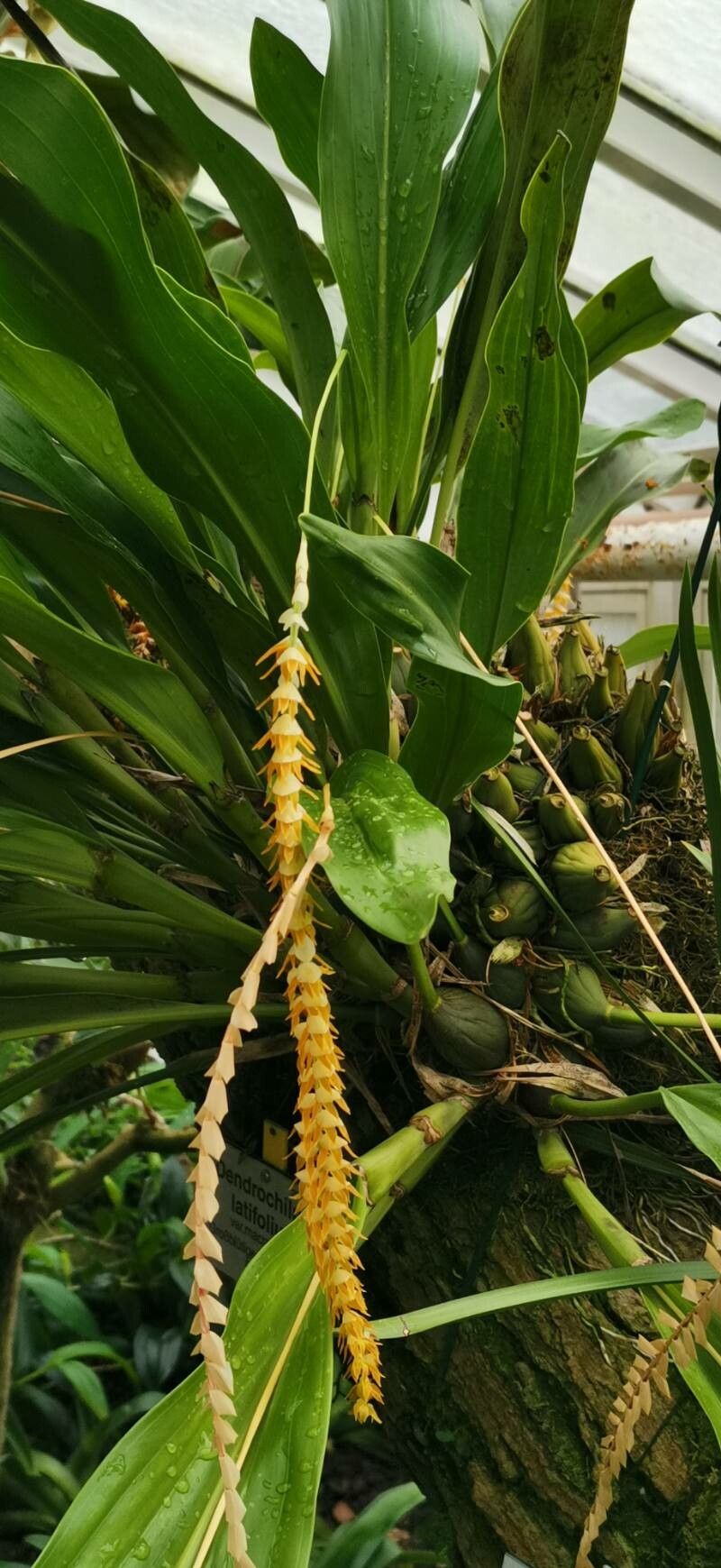 Coelogyne latifolia habit