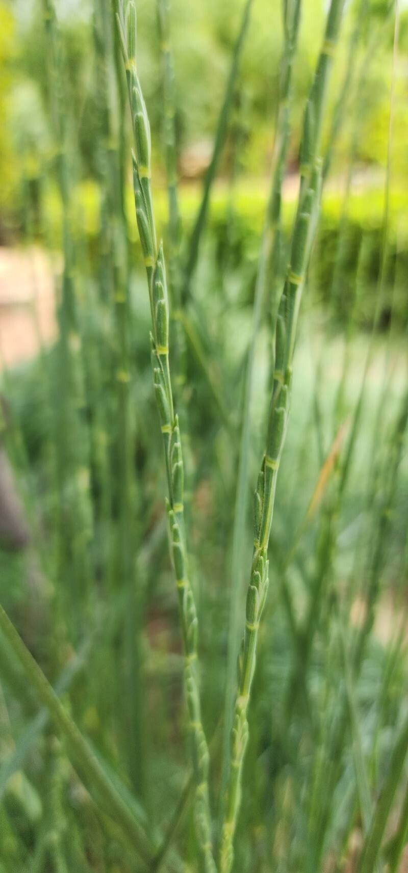 Thinopyrum obtusiflorum flower