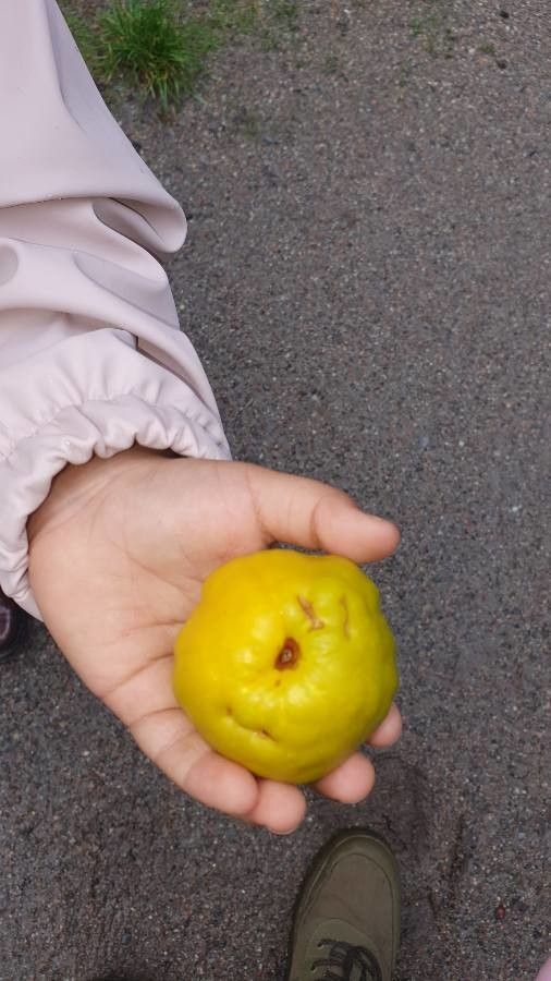 Eugenia stipitata fruit