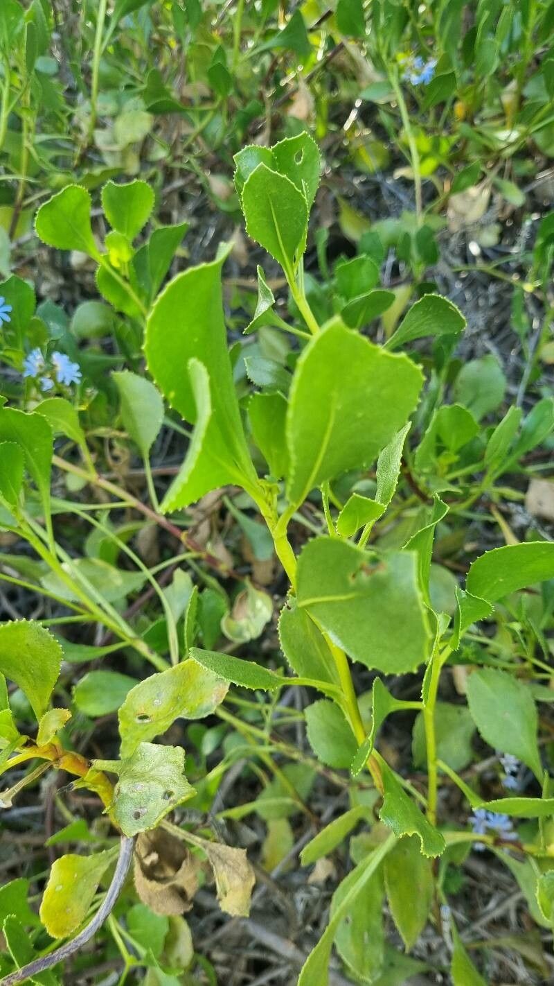 Scaevola crassifolia — pet friendly houseplant
