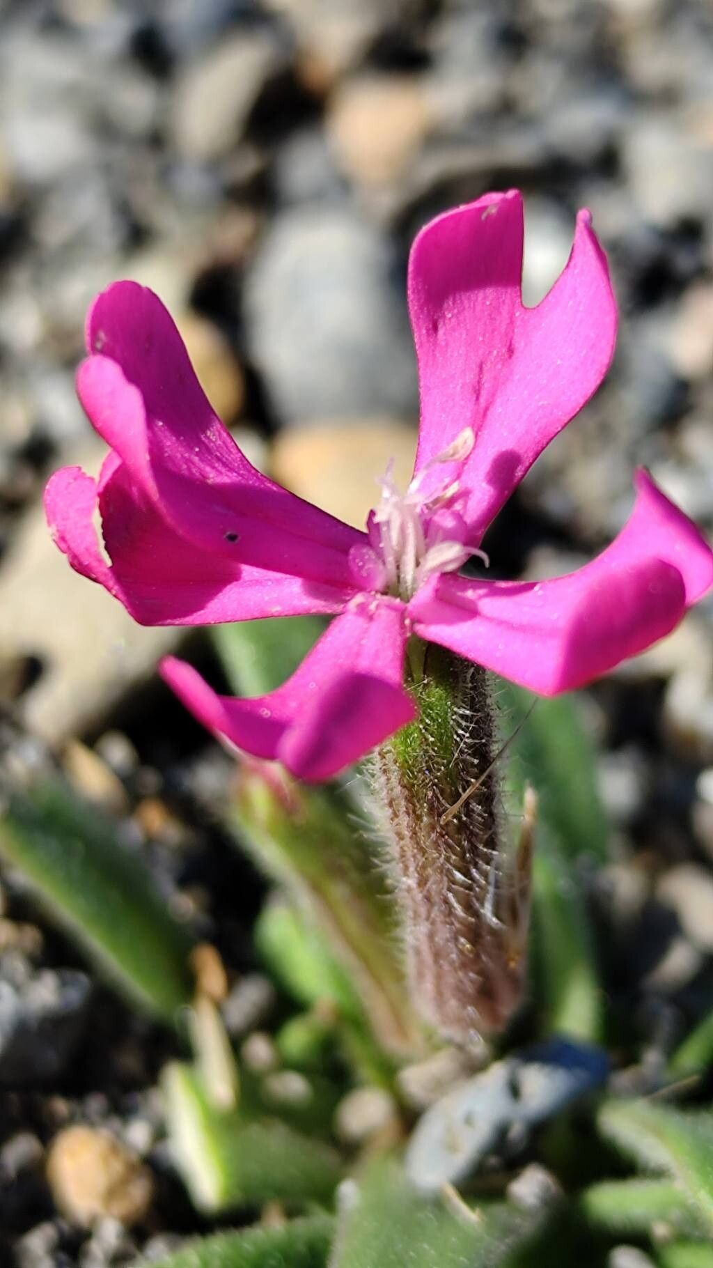 Silene cambessedesii flower