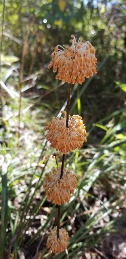 Lomandra multiflora flower