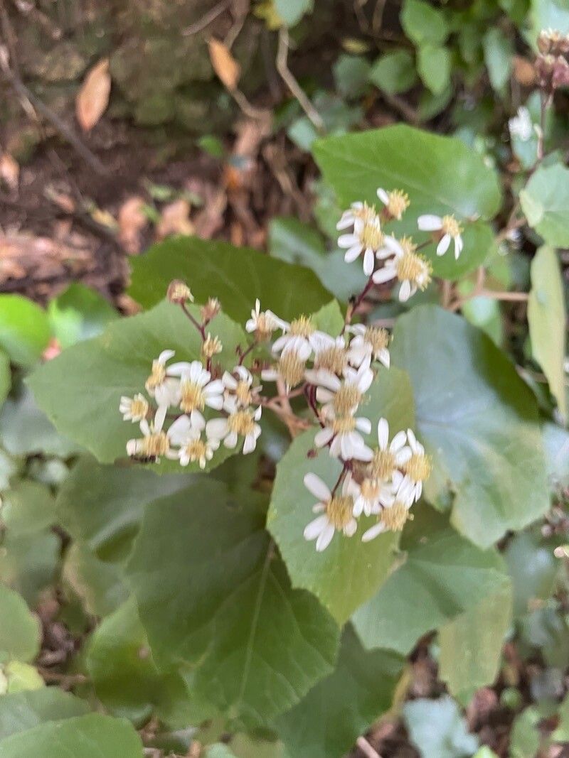 Pericallis appendiculata flower