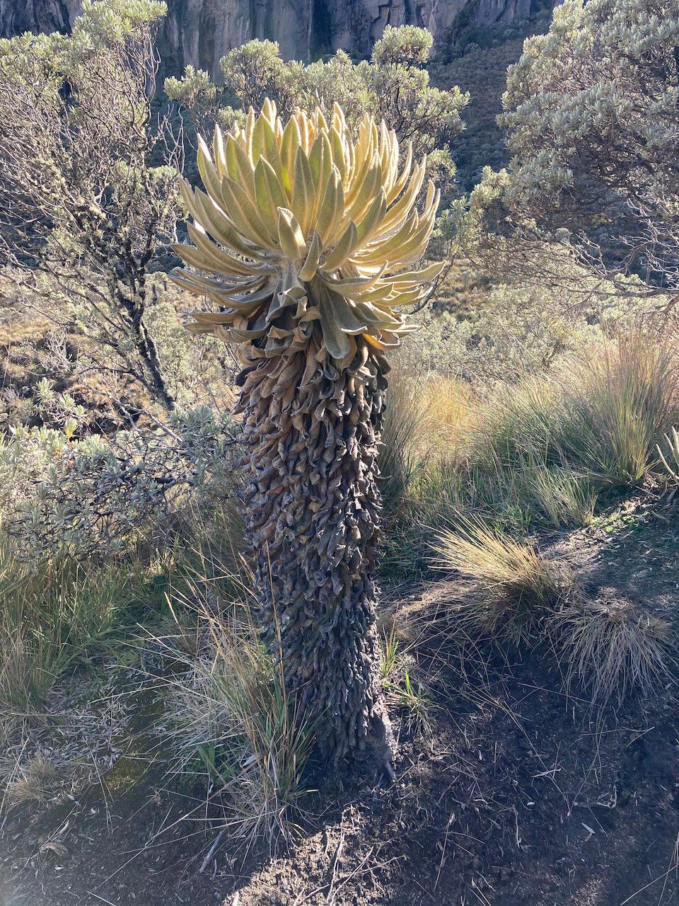 Espeletia hartwegiana habit