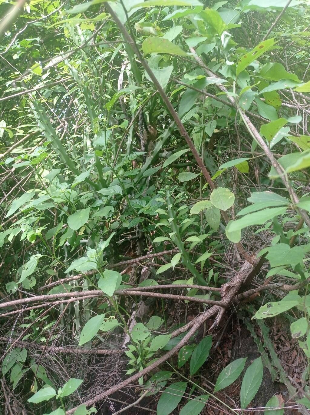 Euphorbia cattimandoo bark