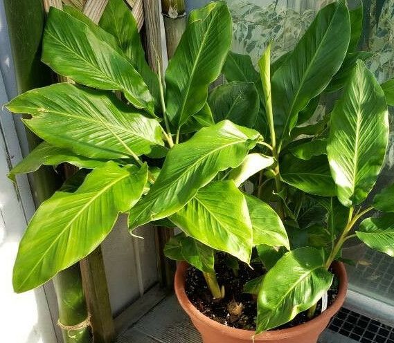 Calathea undulata habit