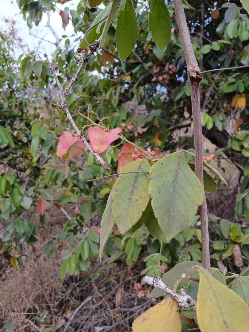 Serjania salzmanniana — houseplant care guide