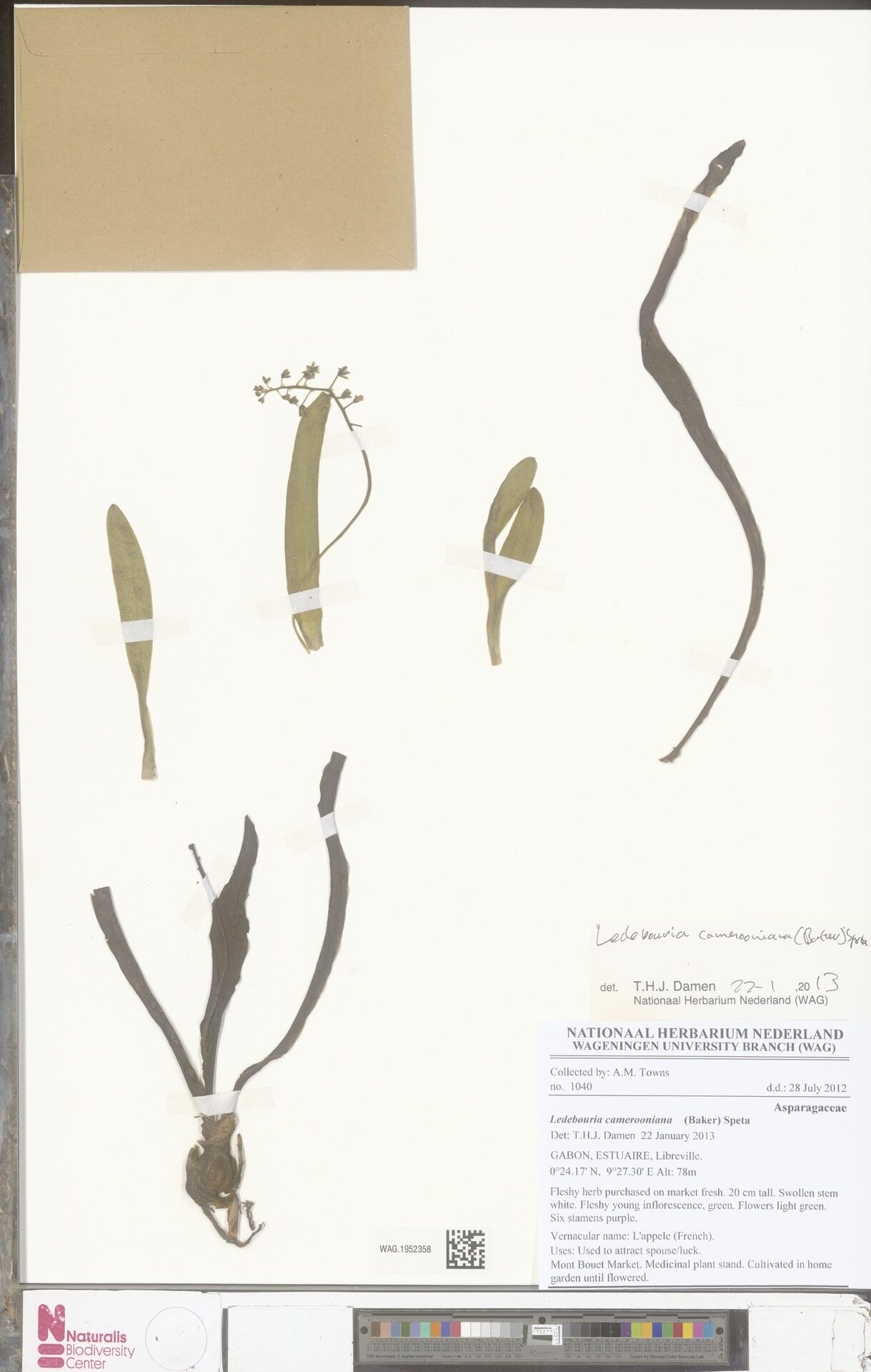 Ledebouria camerooniana