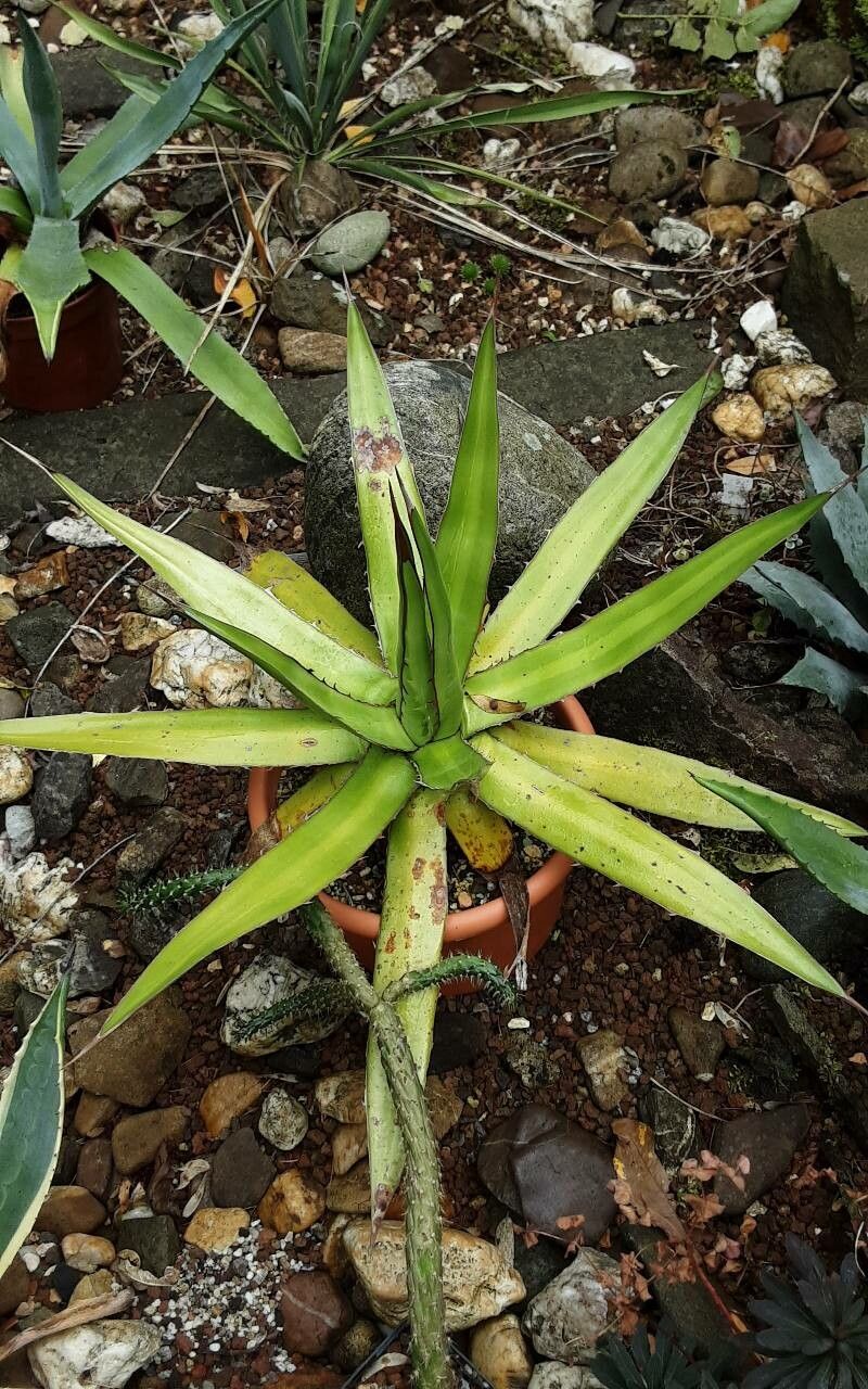 Agave univittata bark