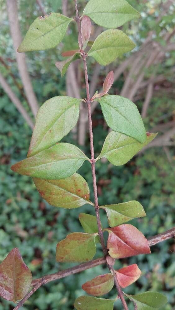 Abelia schumannii leaf
