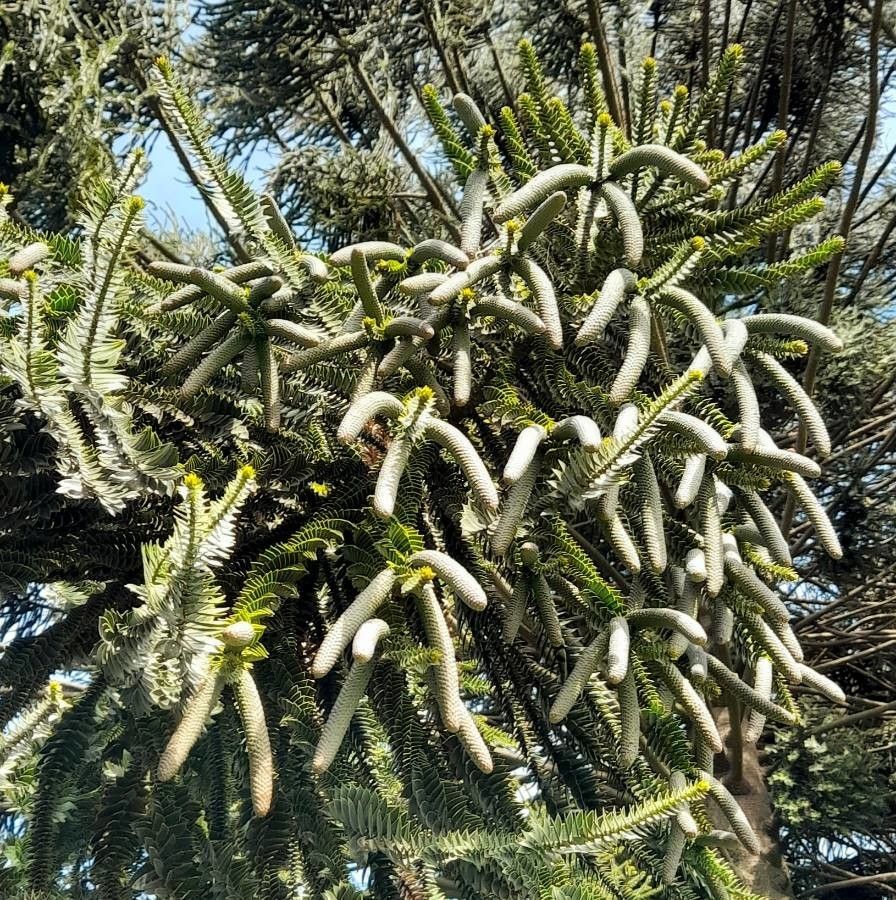 Araucaria bidwillii flower