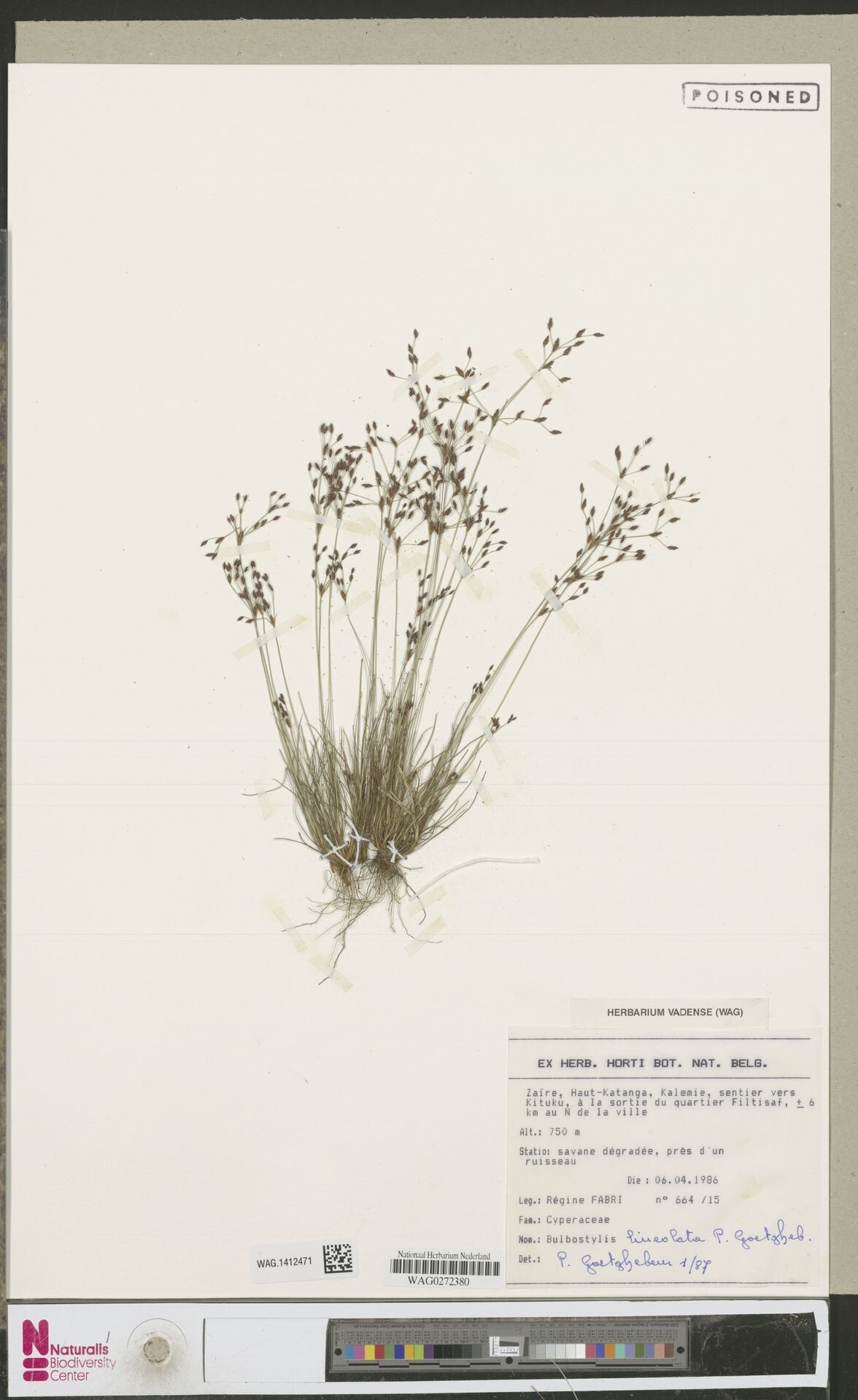 Bulbostylis scrobiculata — houseplant care guide