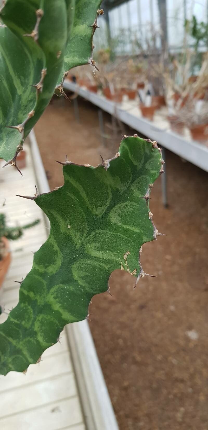 Euphorbia angularis leaf